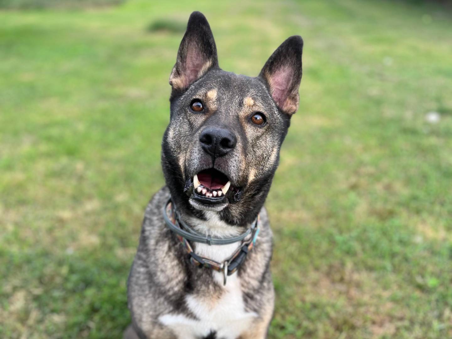 Adotta un cane, maschio, 8 anni e 4 mesi, Pavia