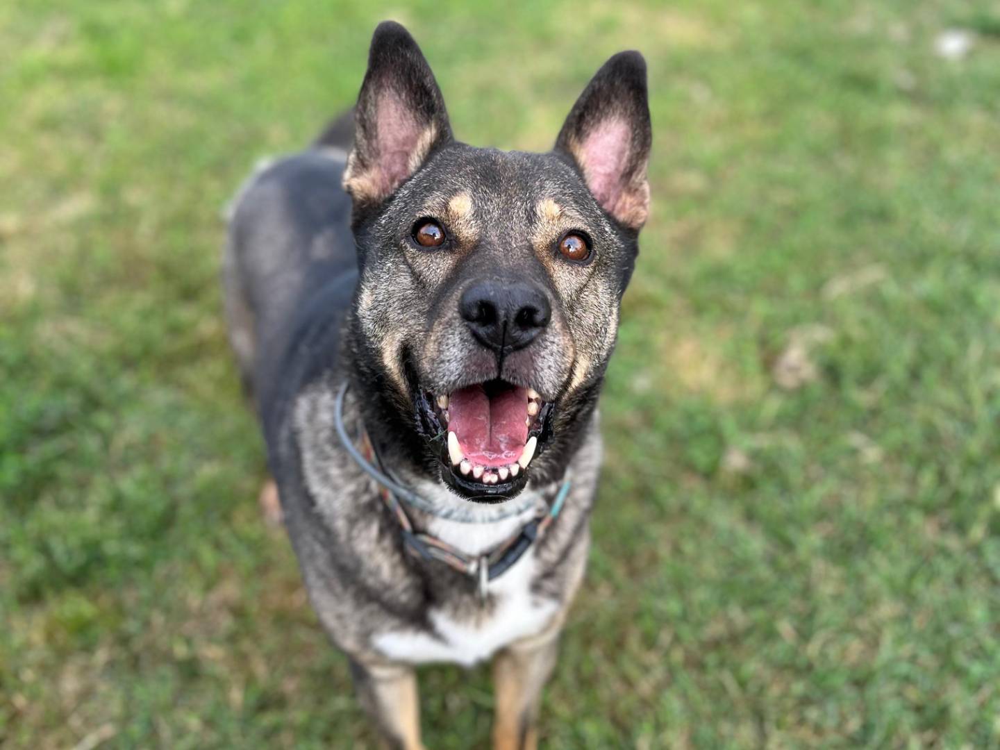 Adotta il cane MILAGRO a Pavia