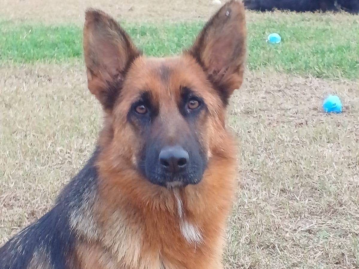 Adotta un cane, taglia media, femmina, Mantova