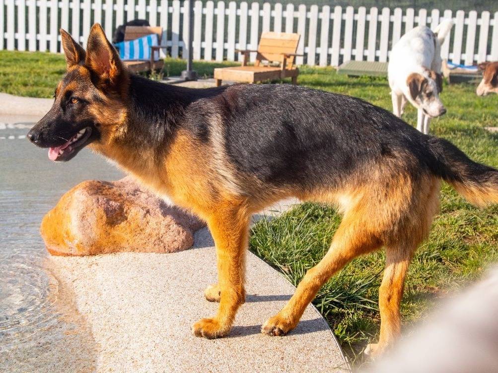 Vuoi adottare un cane a Mantova?