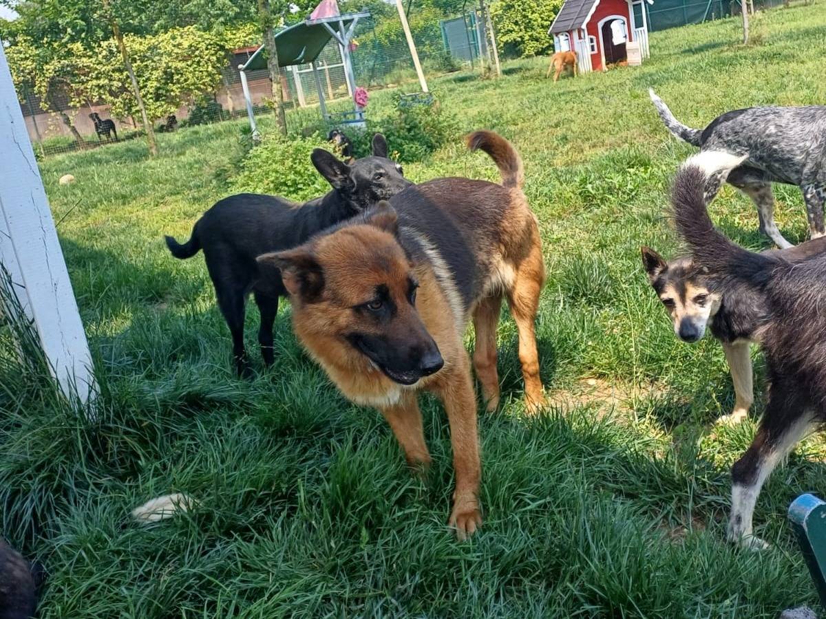 Adotta il cane Noemi a Mantova