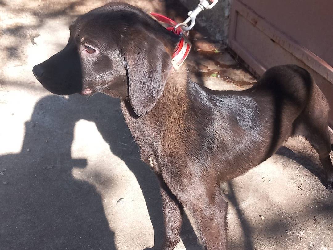 Adotta un cane, maschio, 9 mesi, Cuneo