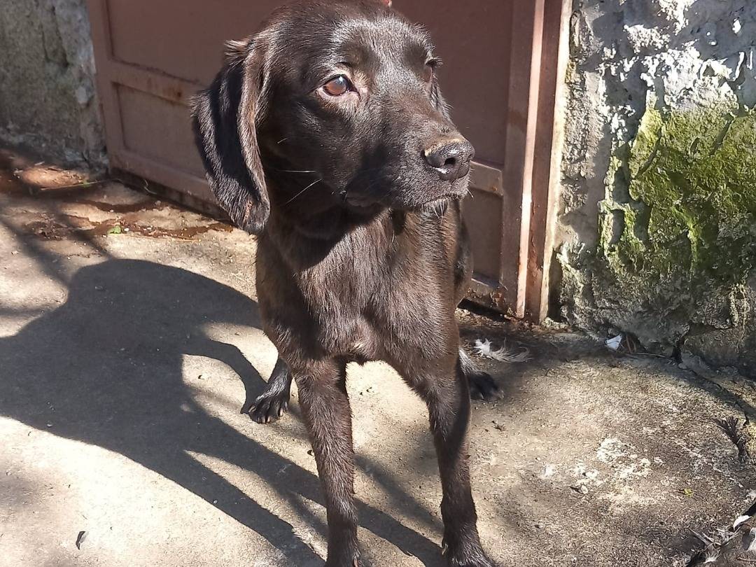 Adozione cane, maschio, Segugio maremmano Razza sconosciuta, 9 mesi, taglia media contenuta, Cuneo