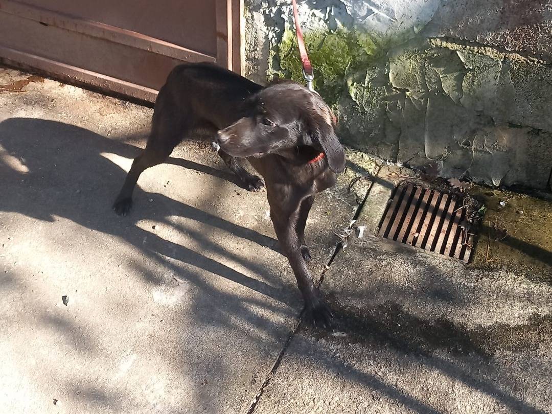 Adotta un cane, taglia media contenuta, maschio, Cuneo