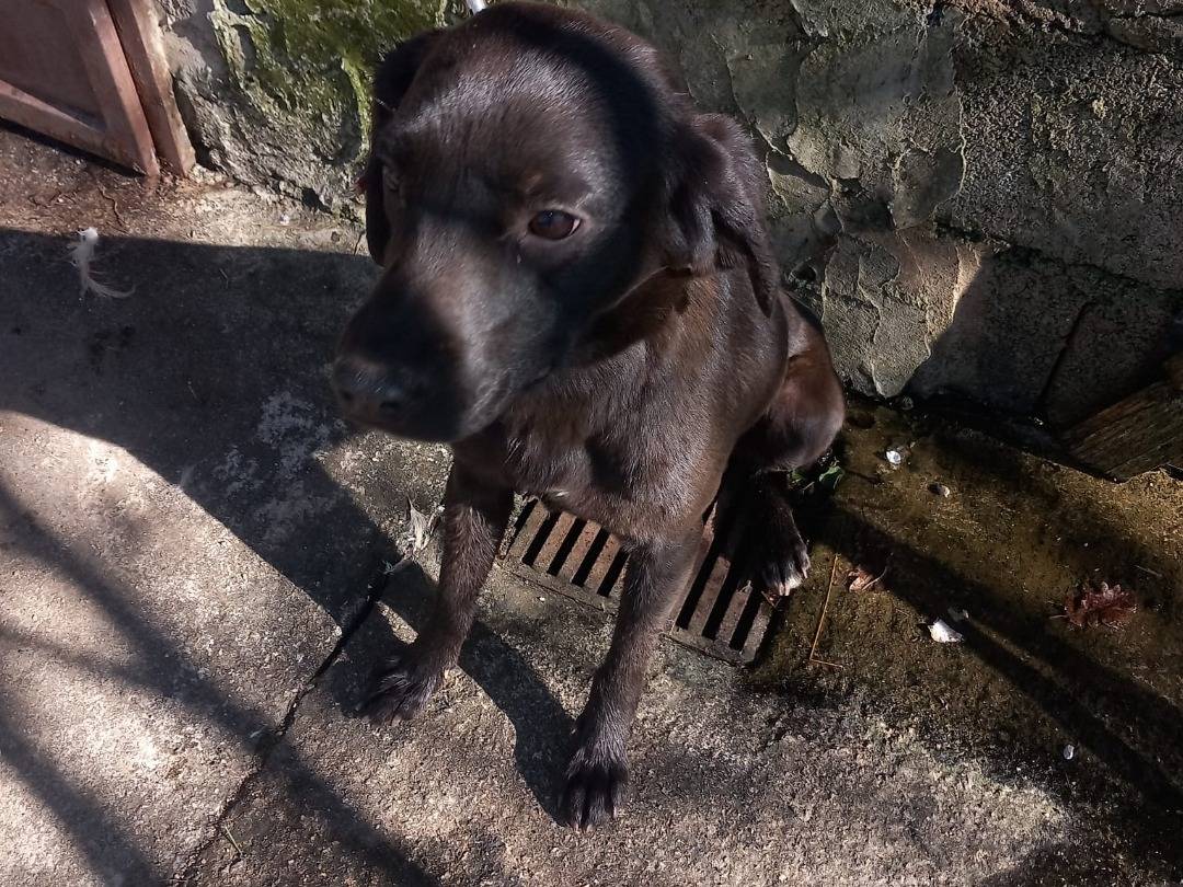 Vuoi adottare un cane a Cuneo?