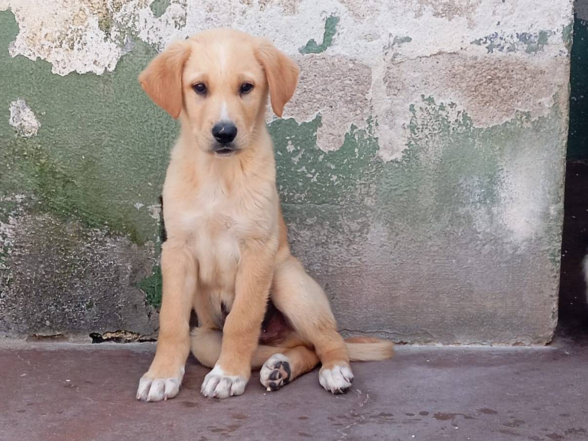 Adozione cane, maschio, Golden Retriever Razza sconosciuta, 2 mesi, taglia media, Caserta