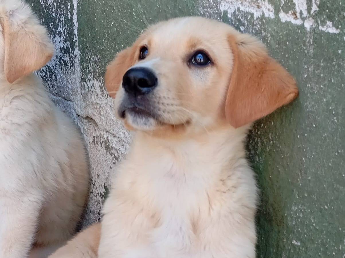 Adotta un cane, maschio, 2 mesi, Caserta