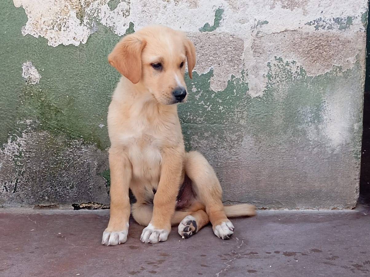 Vuoi adottare un cane a Caserta?