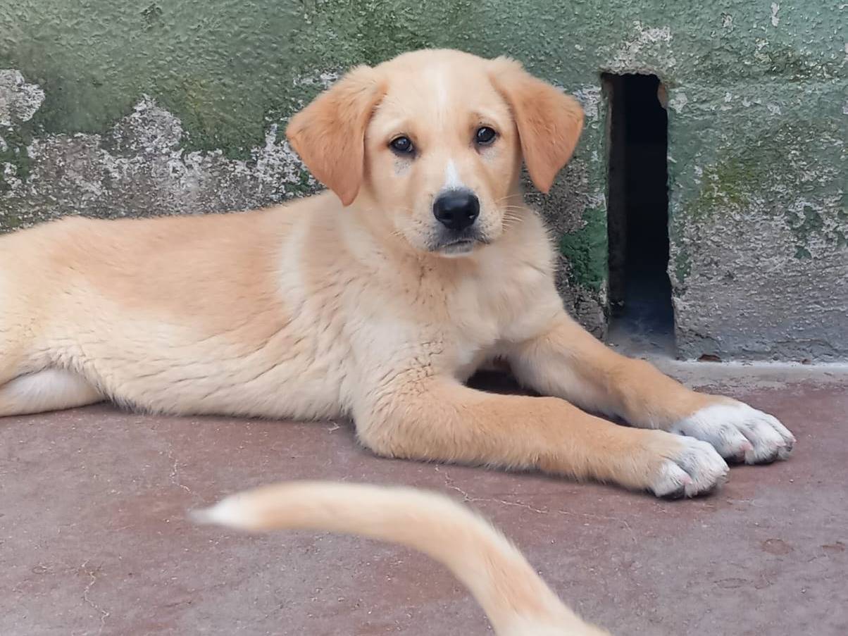 Adotta il cane Joy a Caserta