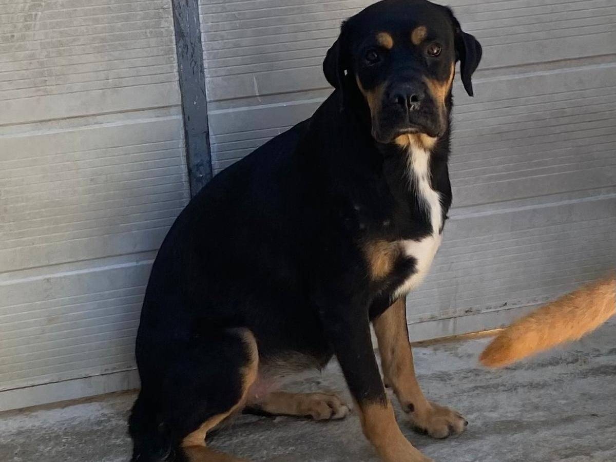 Adotta un cane, femmina, 5 anni e 2 mesi, Cosenza