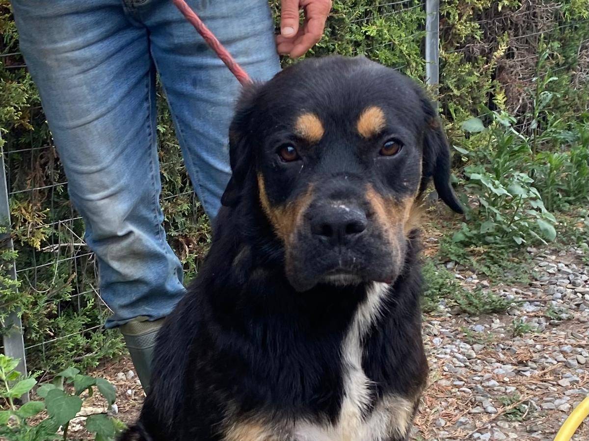 Adotta un cane, taglia grande, femmina, Cosenza