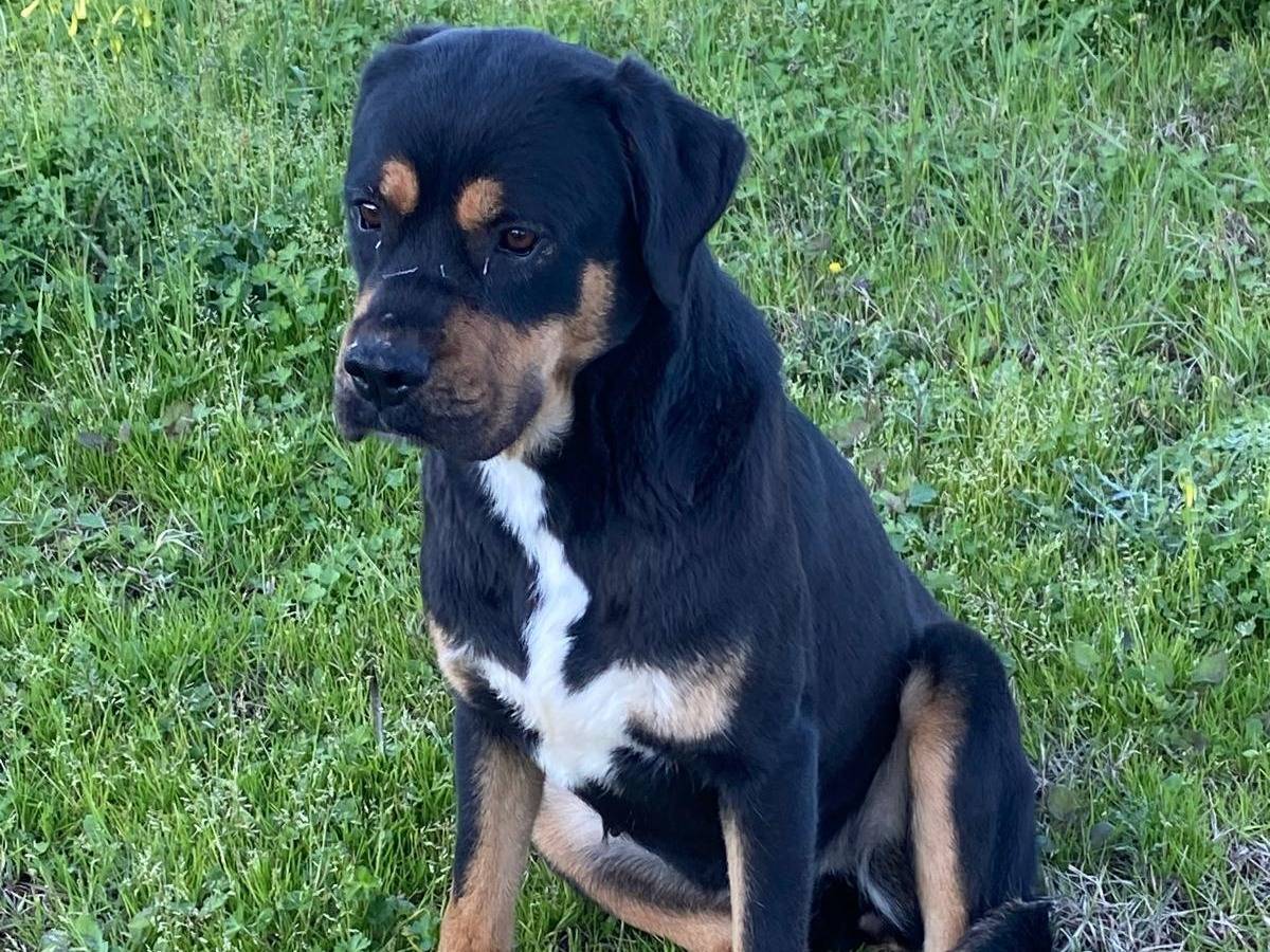 Vuoi adottare un cane a Cosenza?