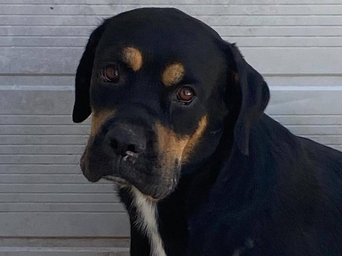 Adotta il cane Laila a Cosenza