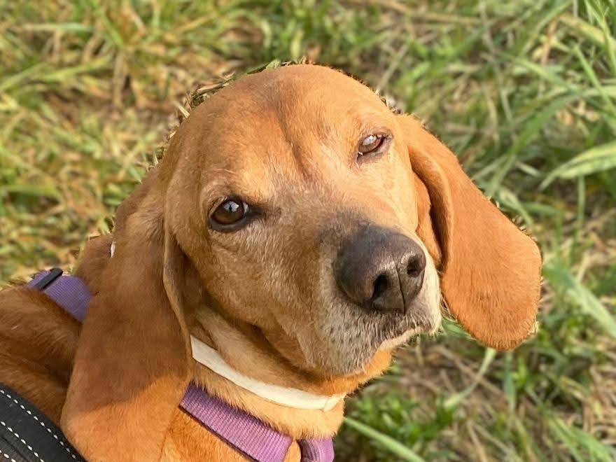 Adozione cane, maschio, Segugio Razza sconosciuta, 7 anni e 3 mesi, taglia media, Milano