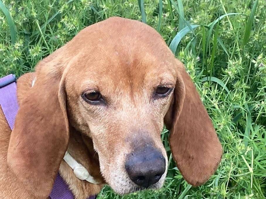 Adotta un cane, maschio, 7 anni e 3 mesi, Milano