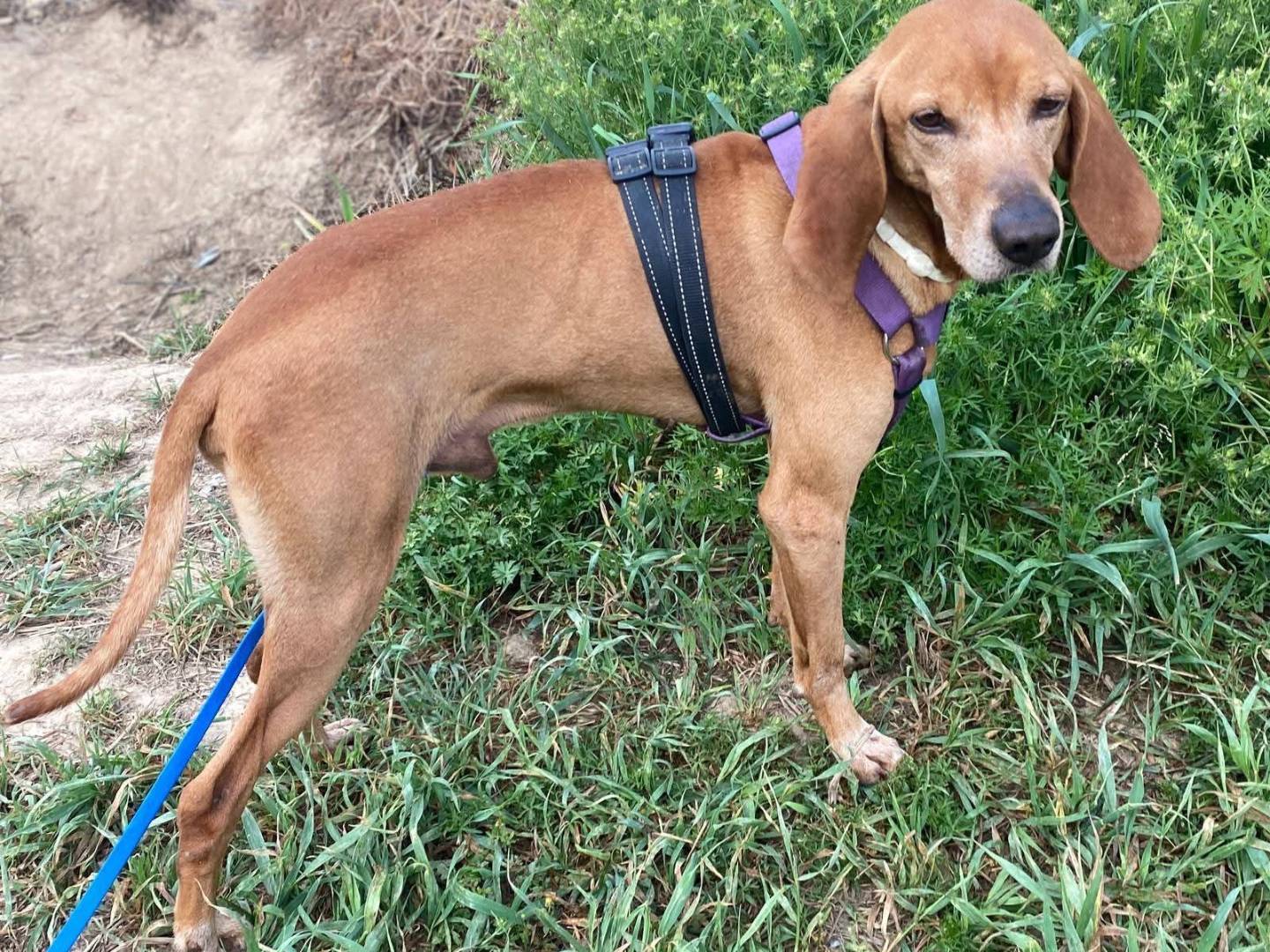 Adotta un cane, taglia media, maschio, Milano