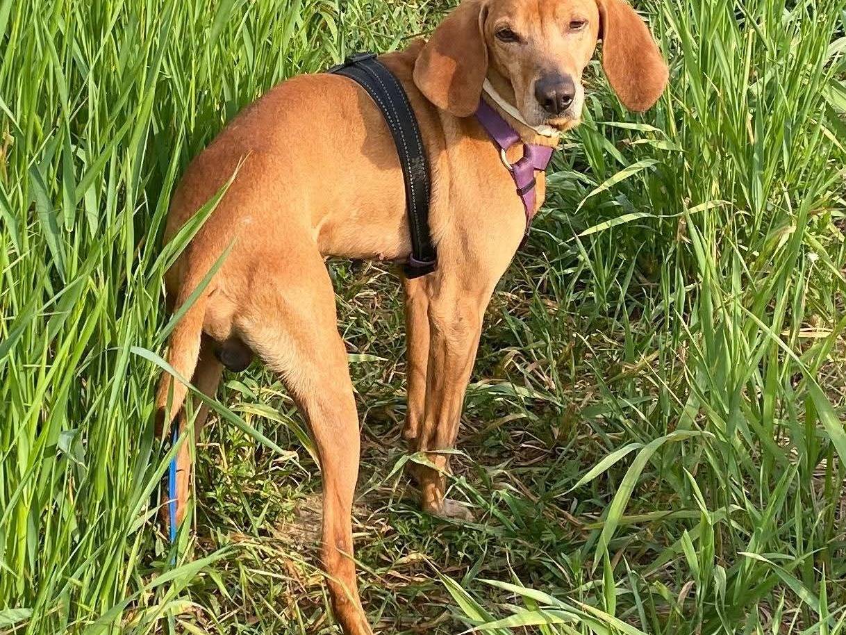 Vuoi adottare un cane a Milano?