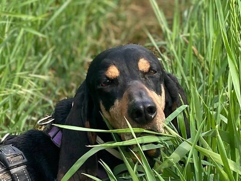 Adozione cane, maschio, Segugio Razza sconosciuta, 7 anni e 2 mesi, taglia media, Milano