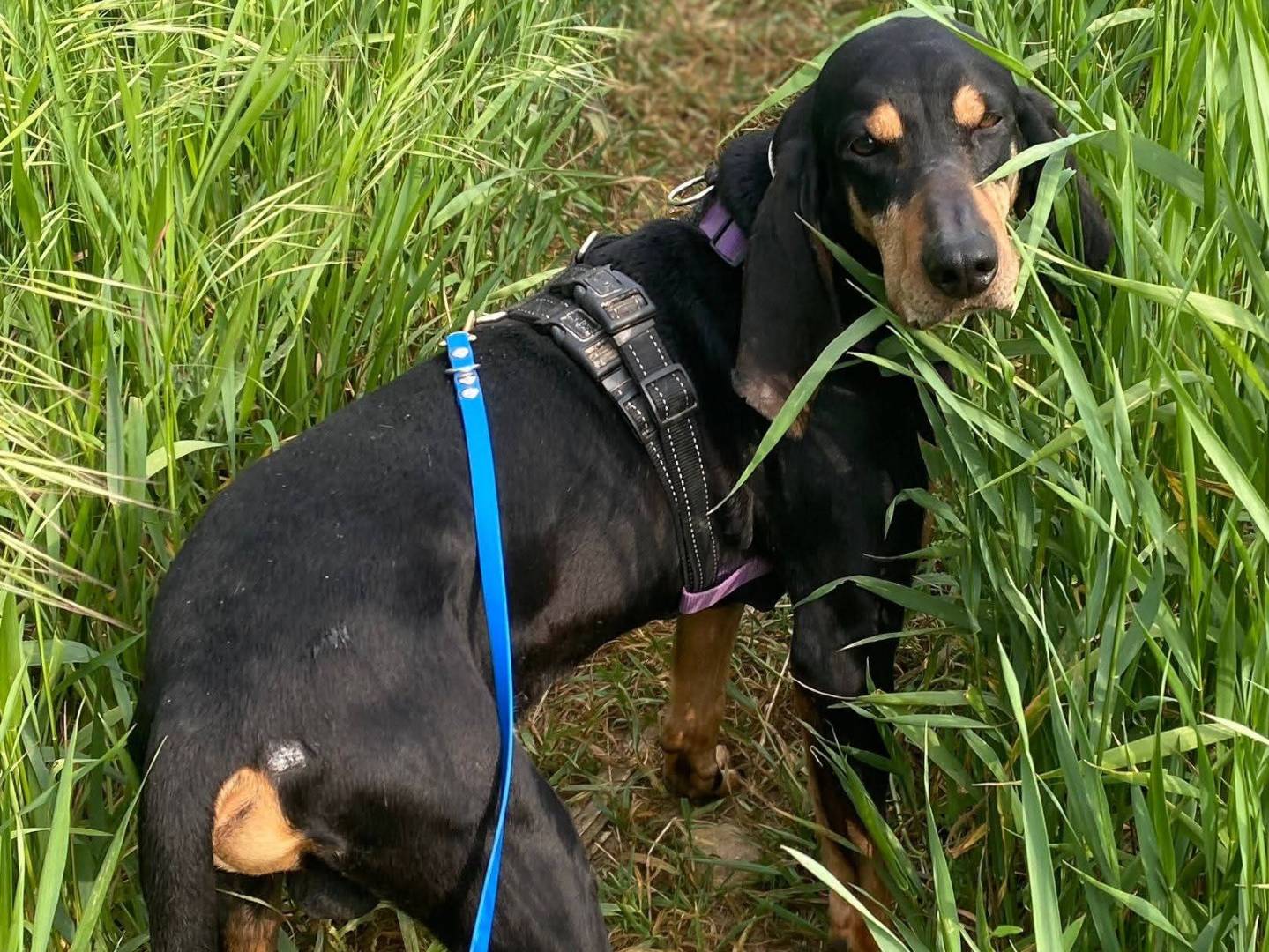 Adotta un cane, taglia media, maschio, Milano