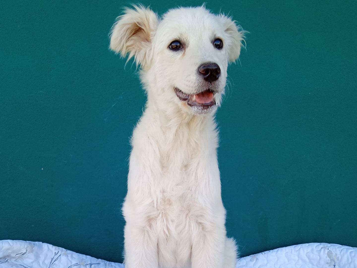 Adozione cane, femmina, Razza sconosciuta Razza sconosciuta, 5 mesi, taglia media contenuta, La