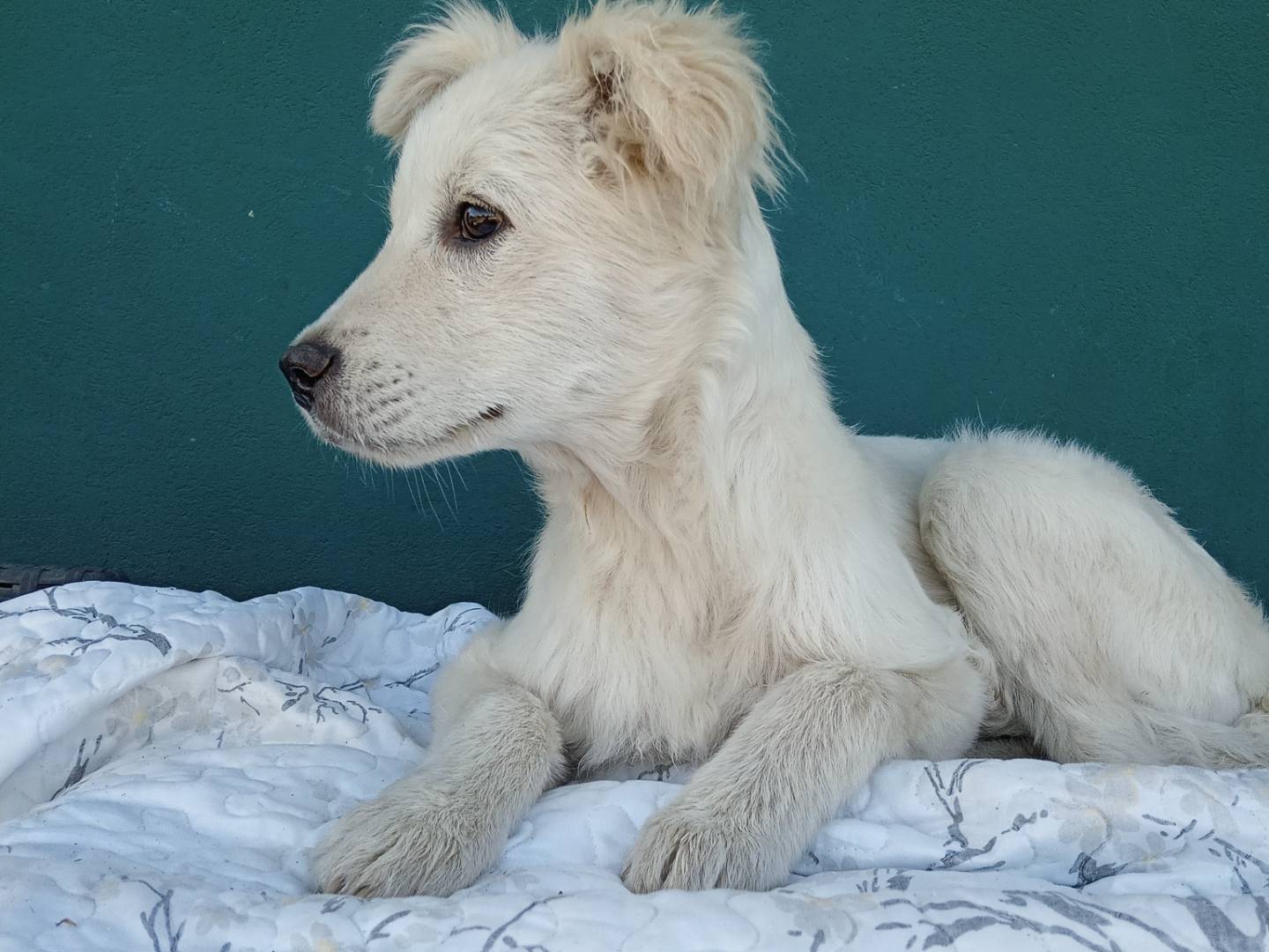 Adotta un cane, taglia media contenuta, femmina, La