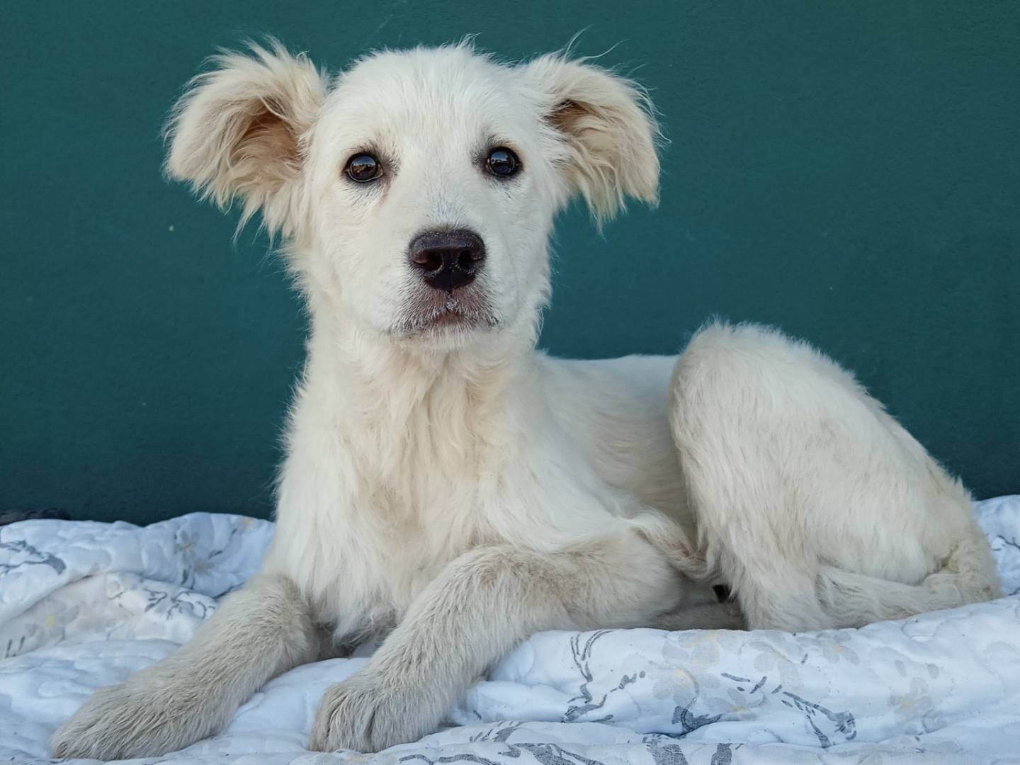 Vuoi adottare un cane a La?