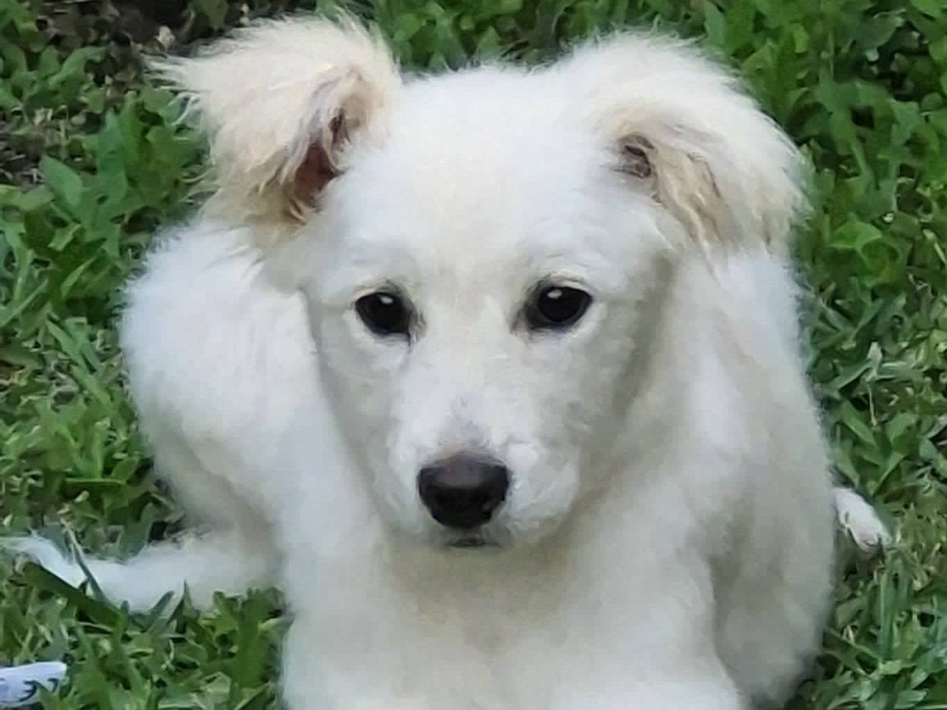 Adotta un cane, femmina, 5 mesi, La