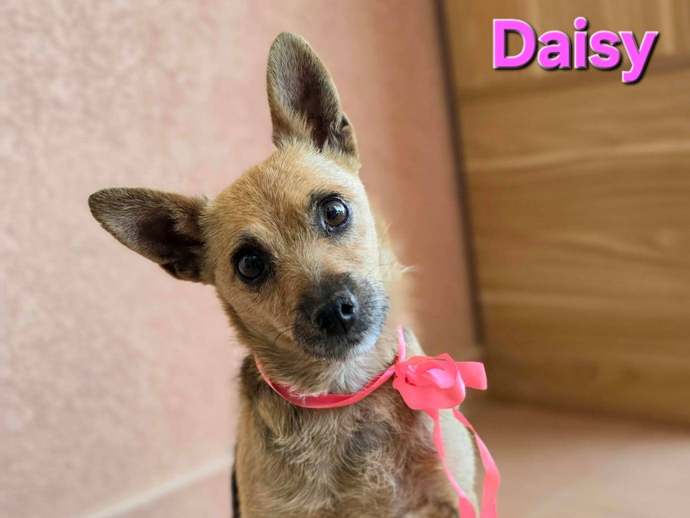 Adozione cane, femmina, Razza sconosciuta Razza sconosciuta, 5 anni e 9 mesi, taglia piccola, Taranto