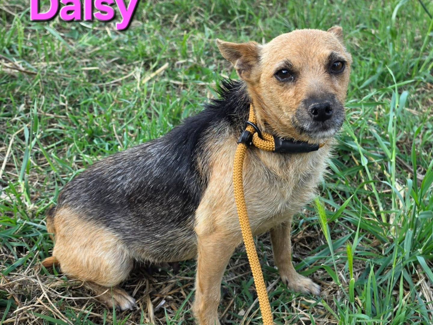 Adotta un cane, femmina, 5 anni e 9 mesi, Taranto