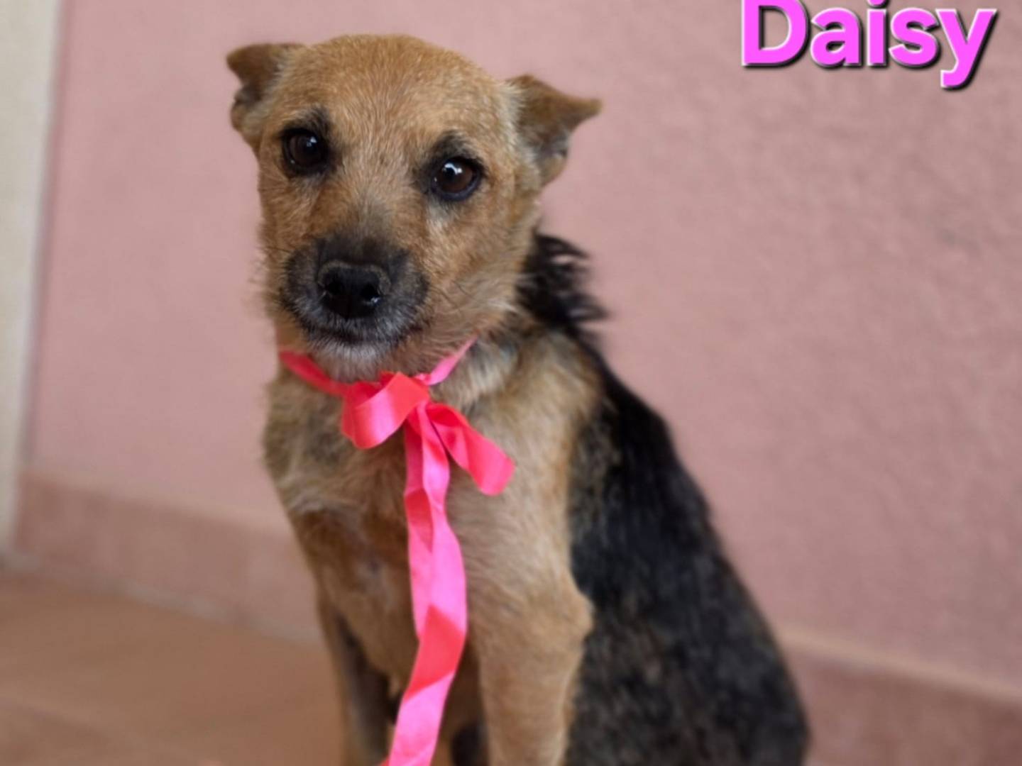 Adotta un cane, taglia piccola, femmina, Taranto