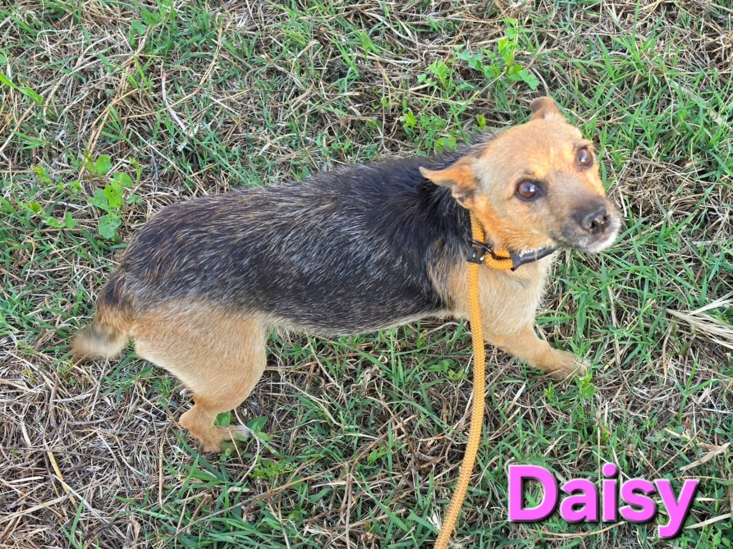 Vuoi adottare un cane a Taranto?