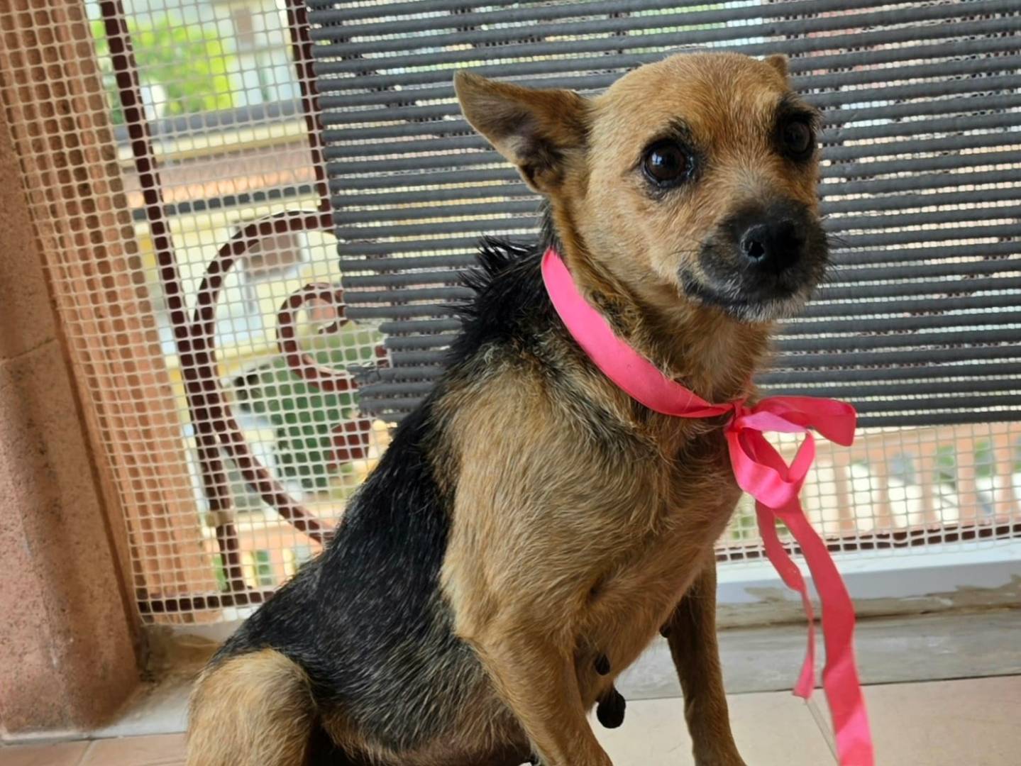 Adotta il cane Daisy a Taranto