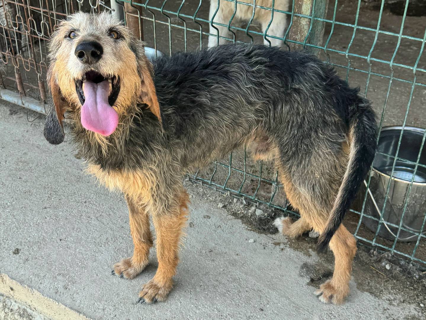 Adozione cane, maschio, Segugio Razza sconosciuta, 5 anni e 1 mese, taglia media, Teramo