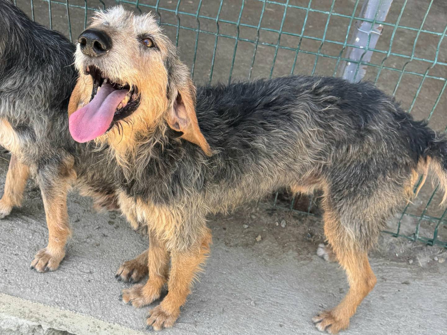 Adotta un cane, maschio, 5 anni e 1 mese, Teramo