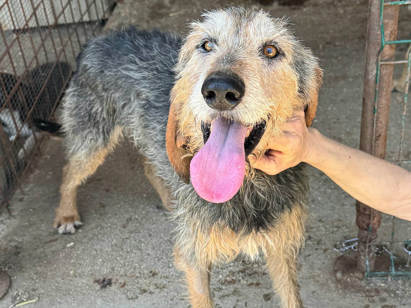 Adotta un cane, taglia media, maschio, Teramo