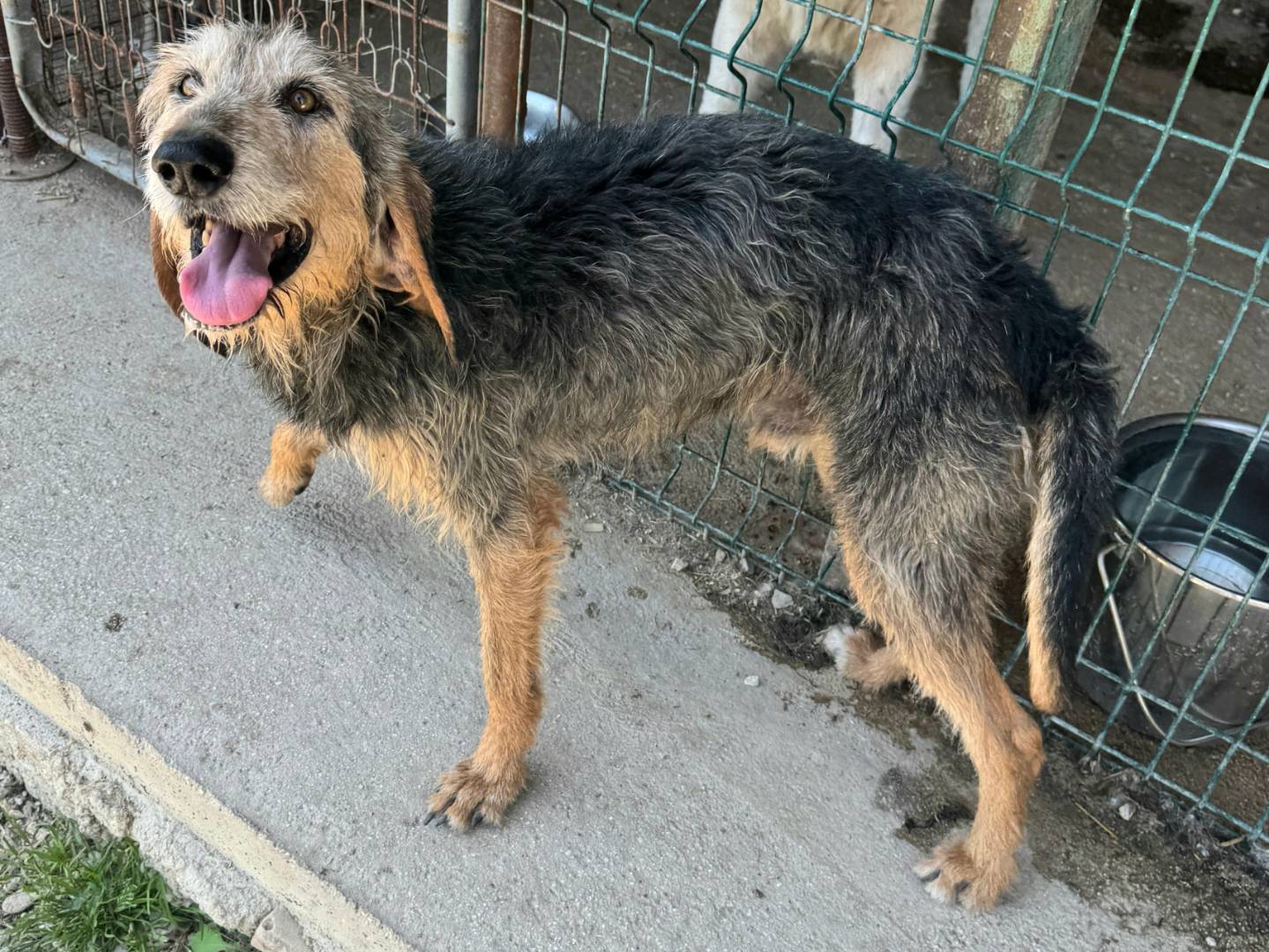 Vuoi adottare un cane a Teramo?
