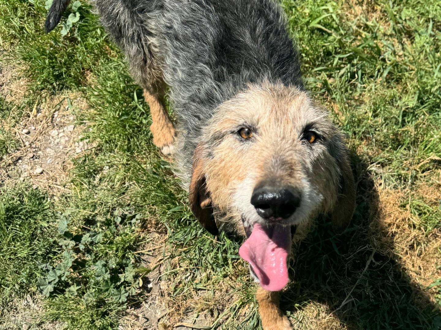 Adotta il cane Athos  a Teramo