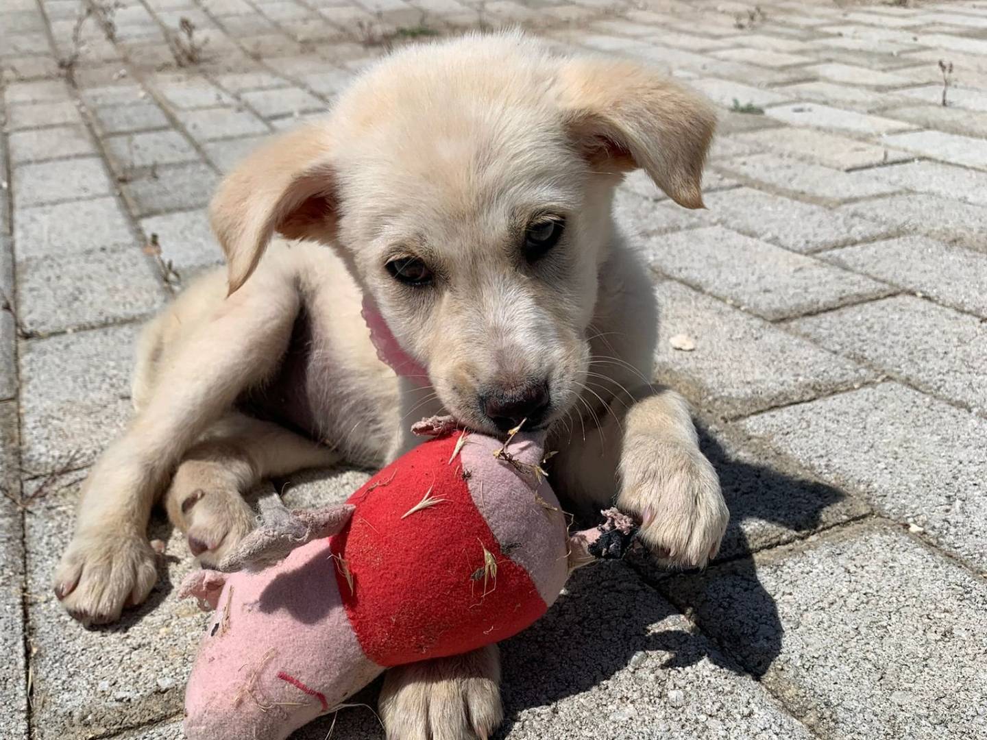 Adotta un cane, femmina, 2 mesi, Siracusa