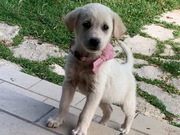 Adozione cane, femmina, Razza sconosciuta Razza sconosciuta, 2 mesi, taglia media, Siracusa