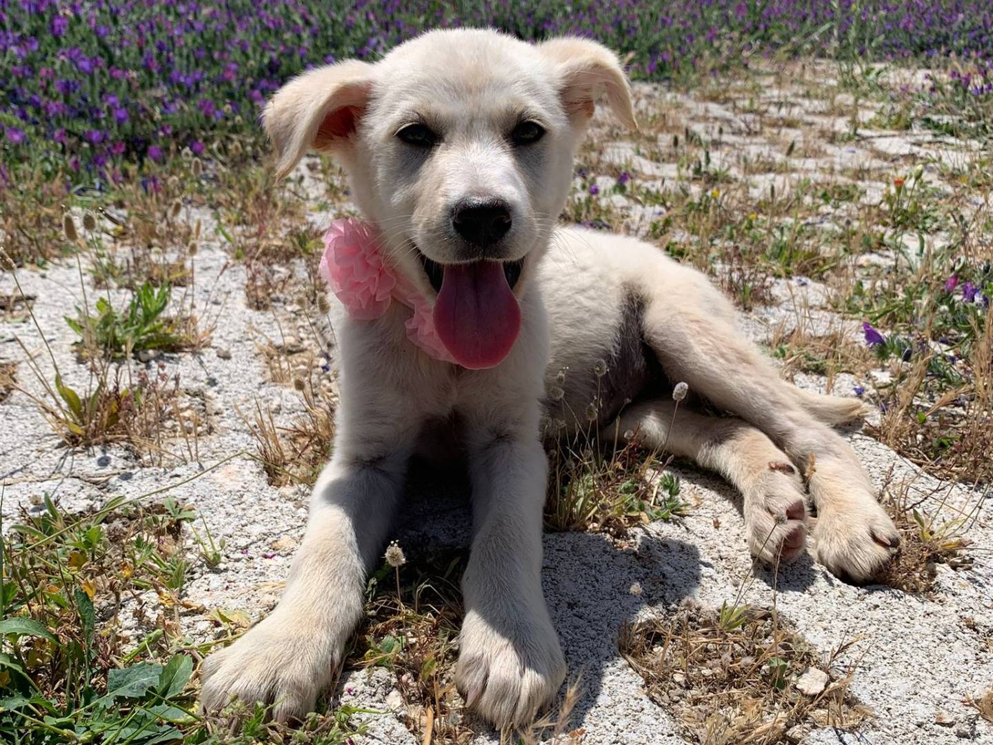 Adotta un cane, taglia media, femmina, Siracusa