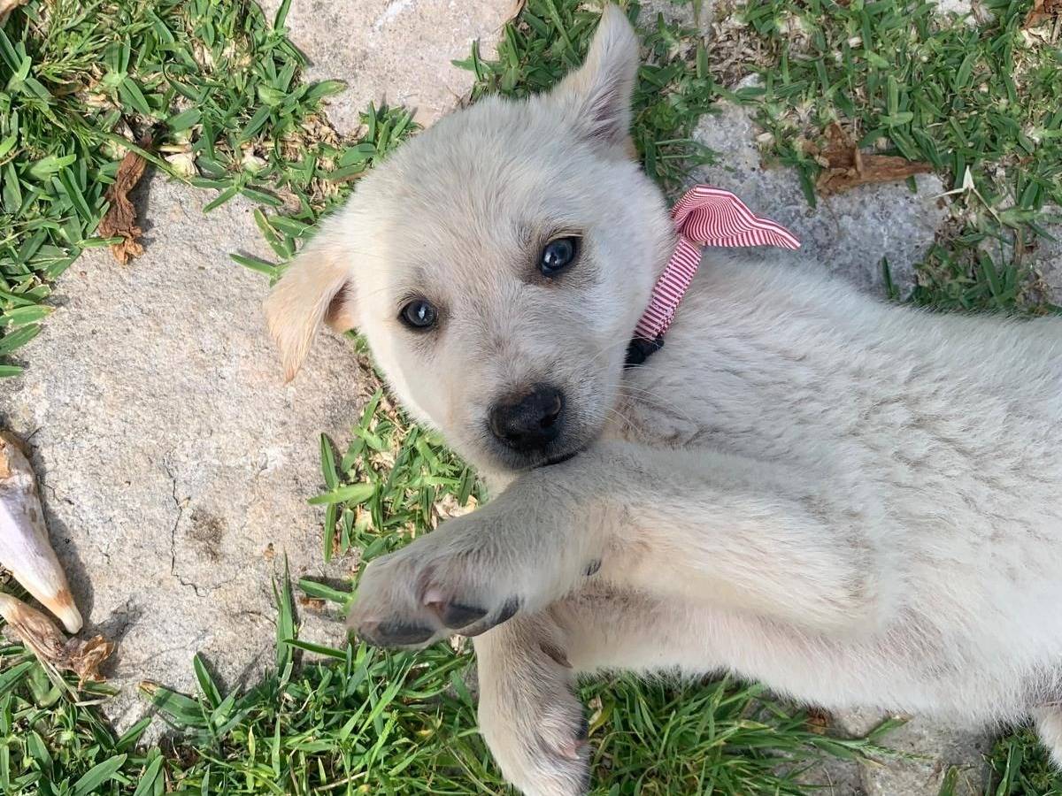 Vuoi adottare un cane a Siracusa?