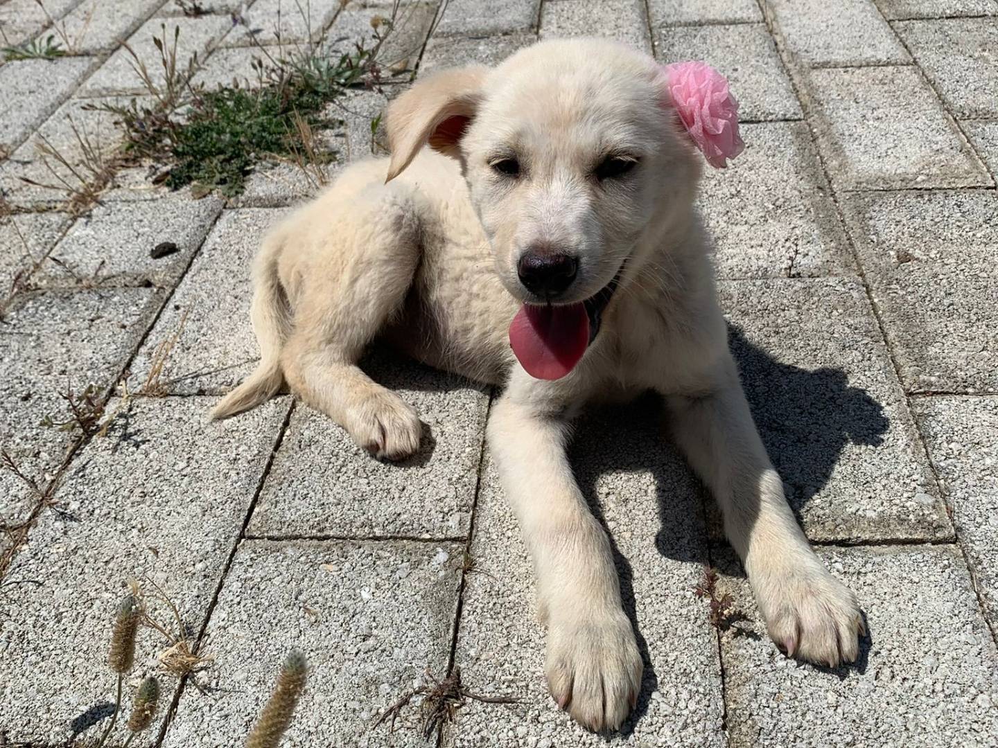 Adotta il cane Gemma a Siracusa