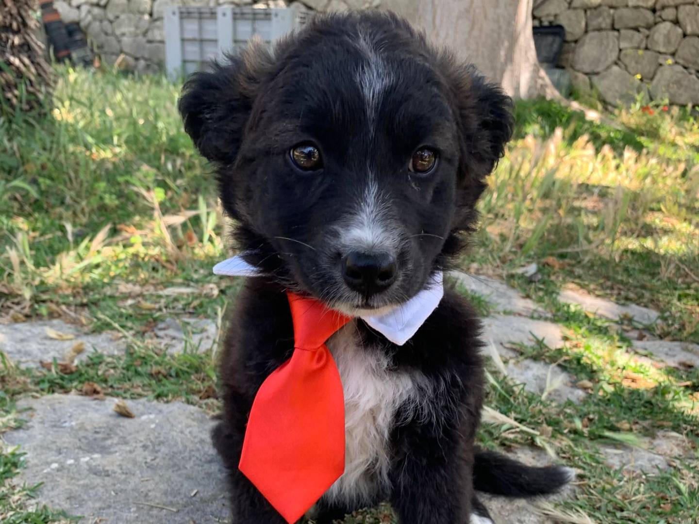 Adotta un cane, maschio, 3 mesi, Siracusa