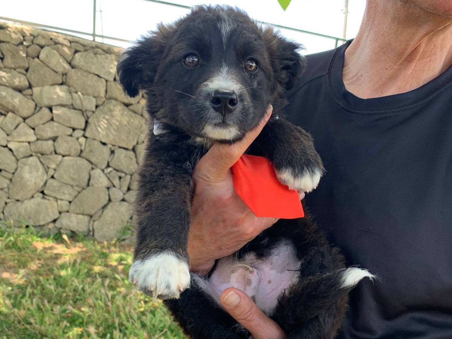 Adotta il cane Silver a Siracusa