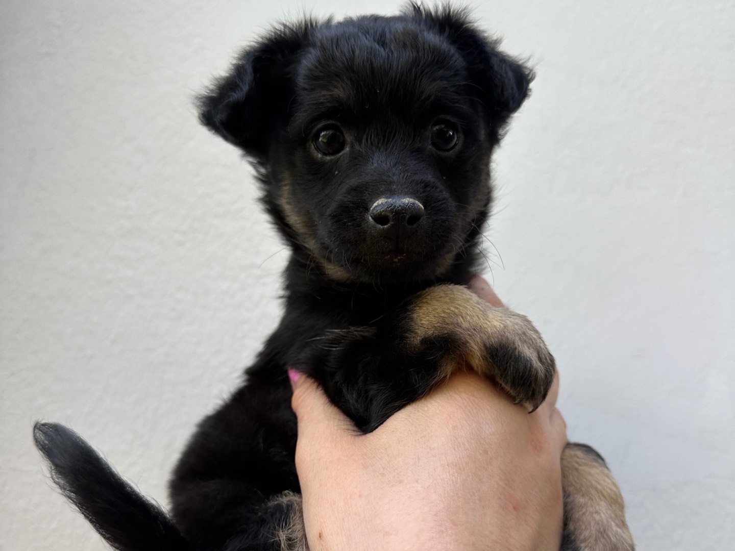 Adozione cane, maschio, Razza sconosciuta Razza sconosciuta, 1 anno e 2 mesi, taglia piccola, Brindisi