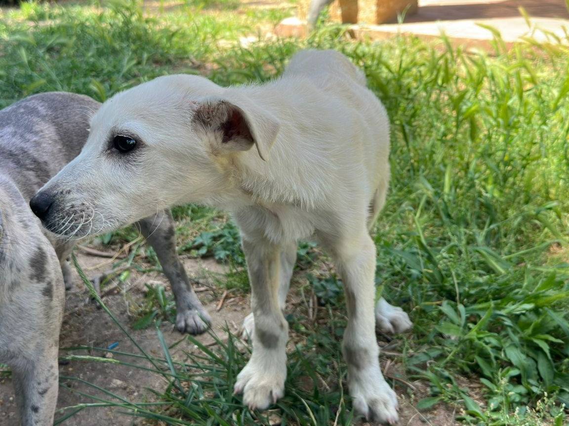 Adotta un cane, maschio, 4 mesi, Crotone