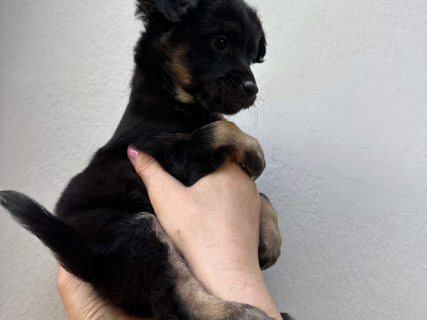 Adotta un cane, maschio, 1 anno e 2 mesi, Brindisi