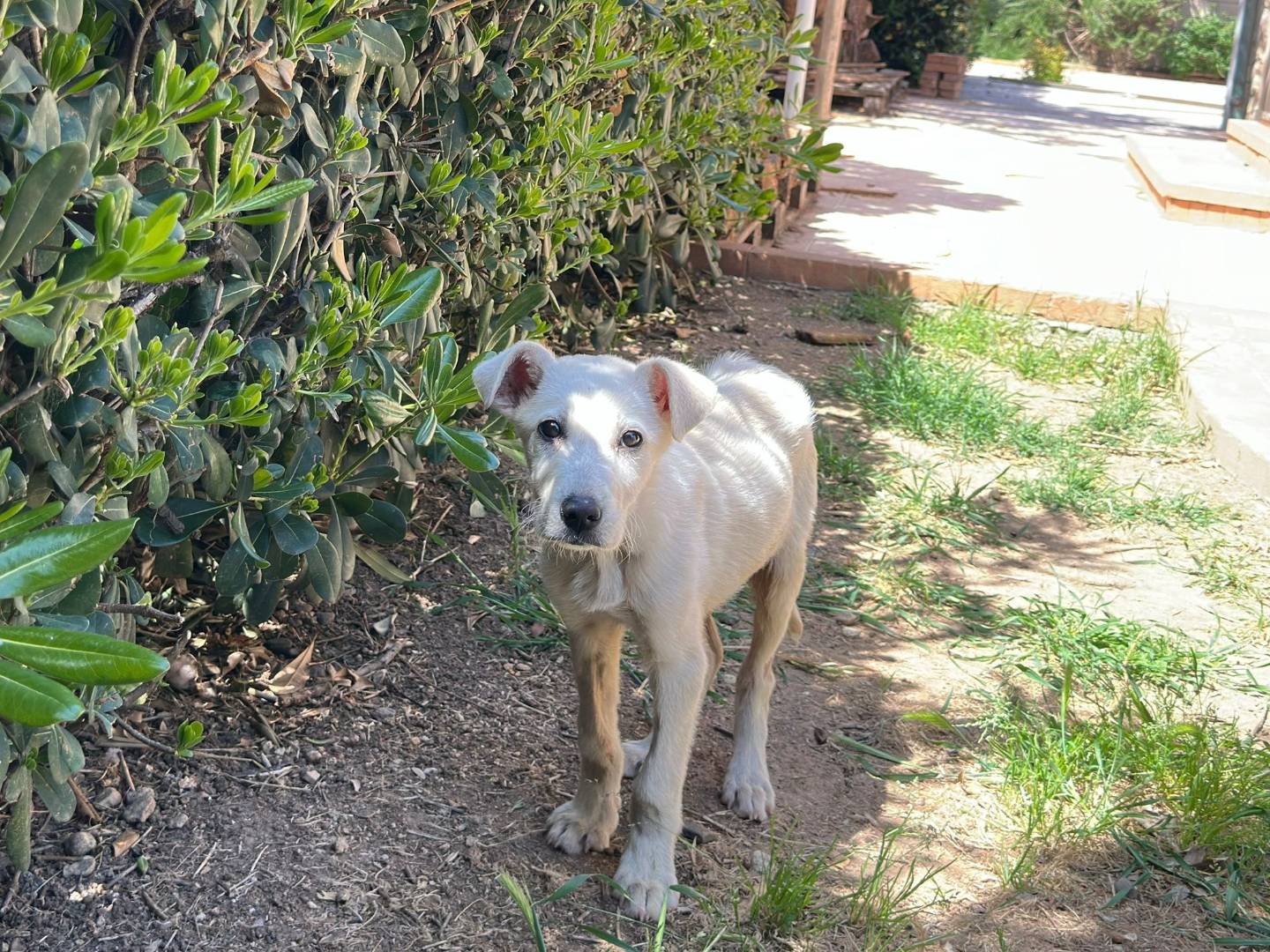Adotta un cane, taglia media, maschio, Crotone