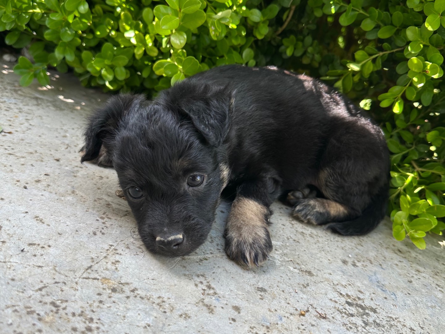 Adotta un cane, taglia piccola, maschio, Brindisi