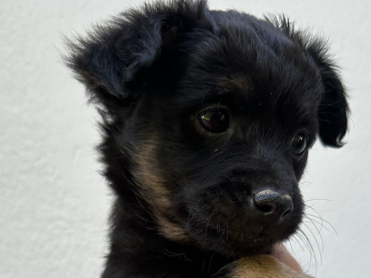 Vuoi adottare un cane a Brindisi?